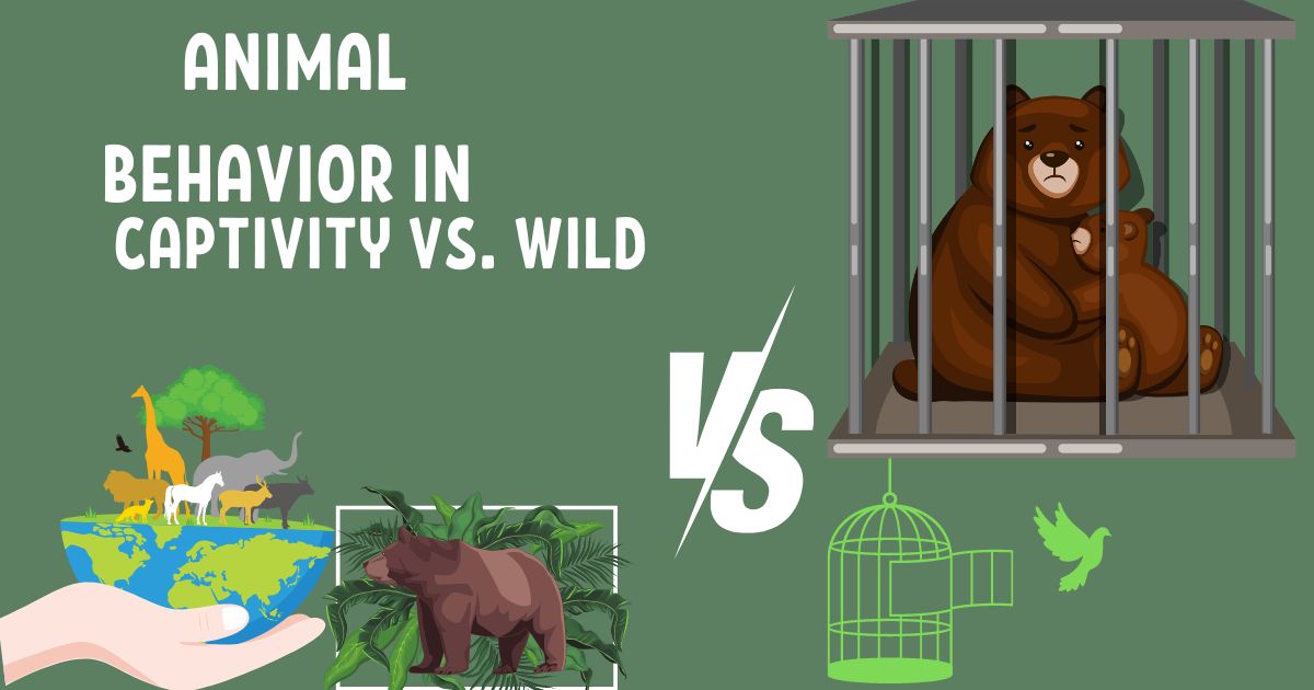 Animal Behavior in Captivity vs. Wild