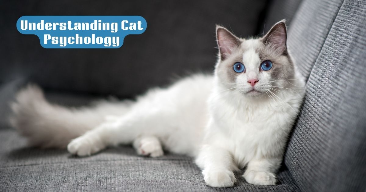 Understanding Cat Psychology