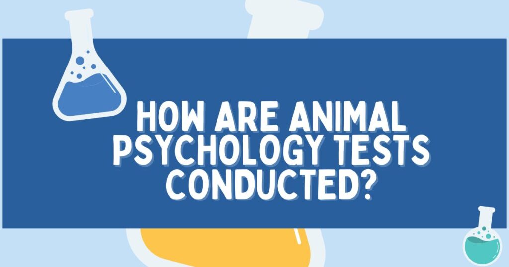 Animal Psychology Test