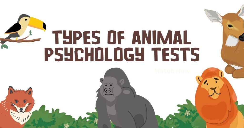 Animal Psychology Test