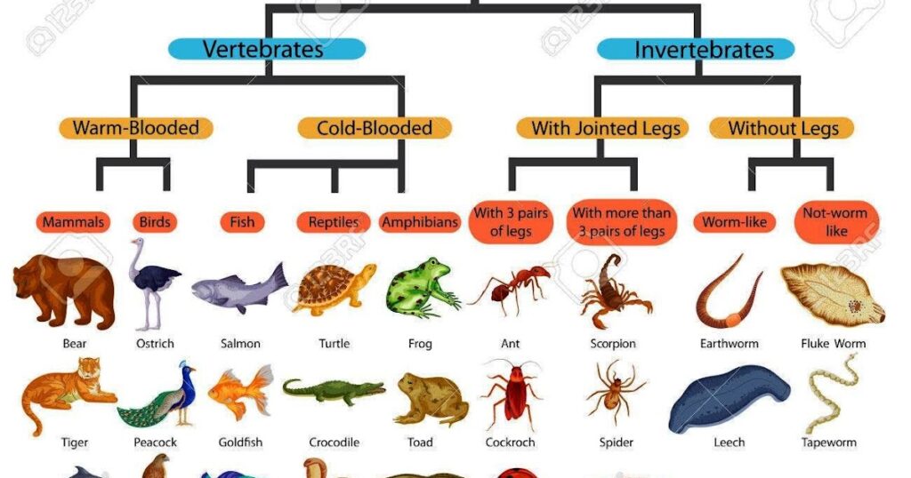 What Are the Topics in Animal Physiology?