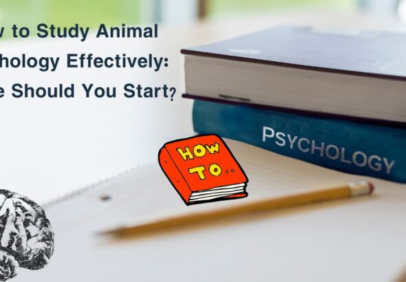 How to Study Animal Psychology Effectively: Where Should You Start?