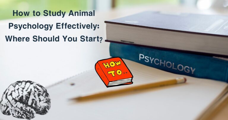 How to Study Animal Psychology Effectively: Where Should You Start?