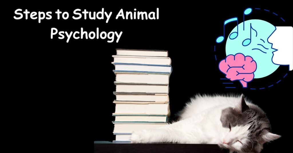 How to Study Animal Psychology: What Are the Key Concepts to Learn?