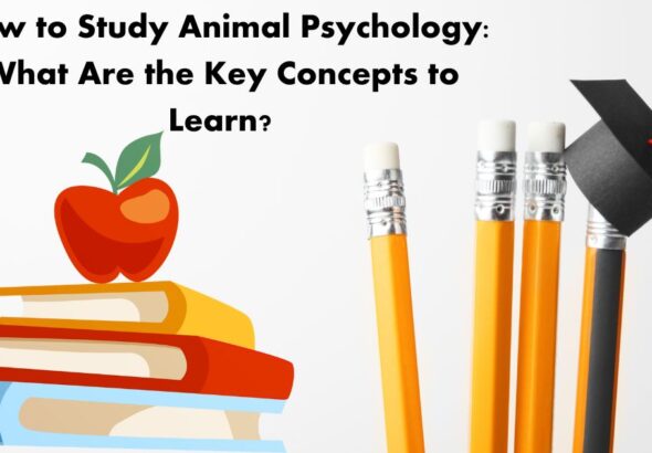 How to Study Animal Psychology: What Are the Key Concepts to Learn?