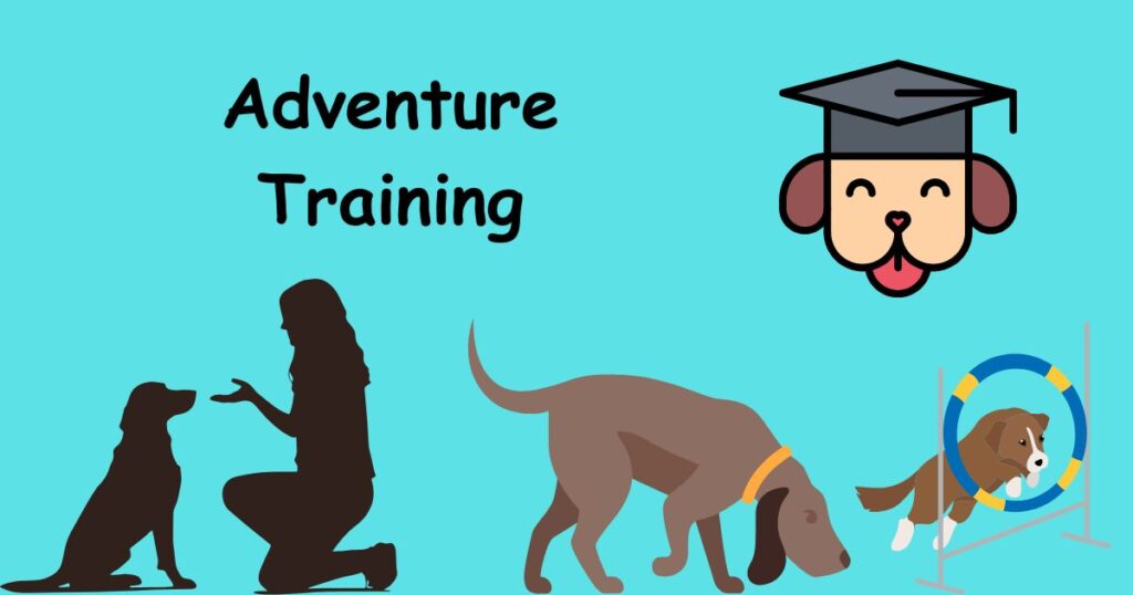 Which Dog Training Methods Work Best in Rapid City?