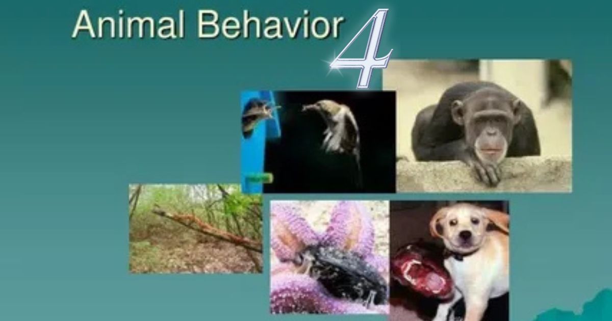 What Are the 4 Types of Animal Behavior?