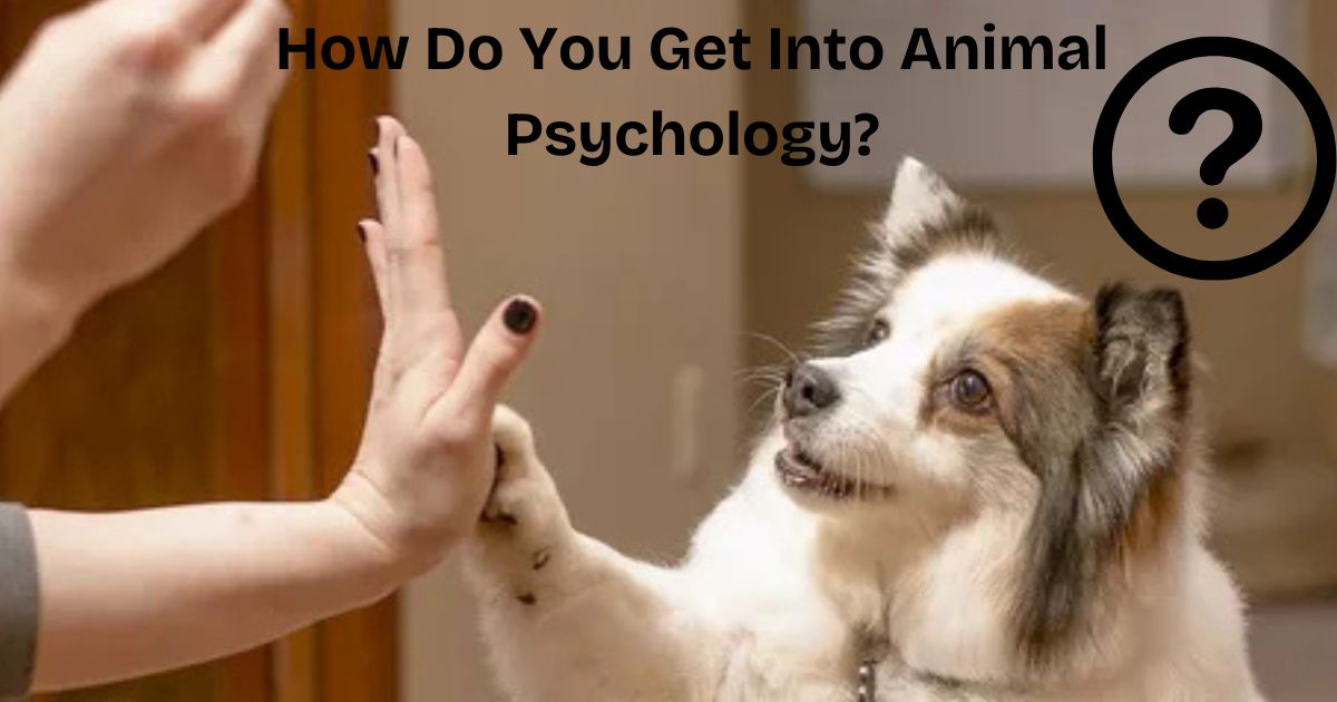 How Do You Get Into Animal Psychology?