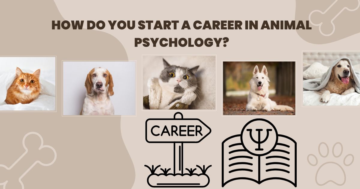 How Do You Start a Career in Animal Psychology?